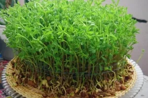 سبزه عید تخم کدو؛ با تخم کدو چطور سبزه بکاریم؟