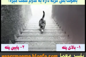 تست هوش و معما | فقط تعداد کمی تونستن تشخیص بدن گربه کدوم سمتی داره میره + پاسخ تست