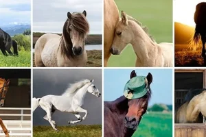 تست شخصیت شناسی | کدوم اسب رو انتخاب میکنی تا سلیقت تو انتخاب جنس مخالفو رو کنم