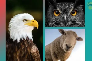 تست شخصیت شناسی | چشم کدوم حیوون نظرتو جلب کرد؟ انتخاب کن و پیام روحتو بخون
