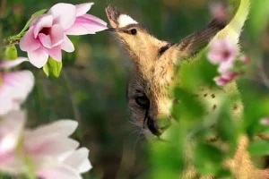 تست شخصیت شناسی | بگو اول چی دیدی تا بگم آدم منطقی ای هستی یا از رو احساس تصمیم میگیری
