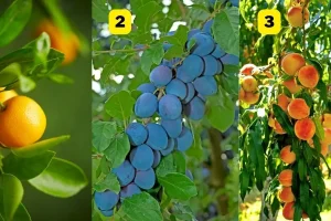تست شخصیت شناسی | یک درخت انتخاب کن تا بگم تو زندگی مشترک چطور آدمی هستی