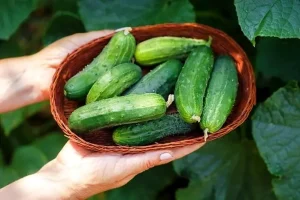 مواد غذایی خنک کننده بدن و مناسب برای کاهش حرارت بدن | در گرمای تابستان از این خوراکی ها غافل نشوید