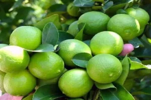 درمان سنگ کلیه ، بیماری کیسه صفرا و سرماخوردگی با این نوشیدنی