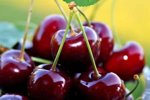 با این میوه تابستانی بدون قرص مشکلات خوابتان را برطرف کنید