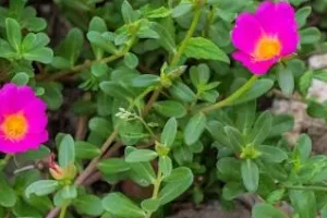 مصرف این سبزی در ناشتا بیماری قند خون را از بین می برد