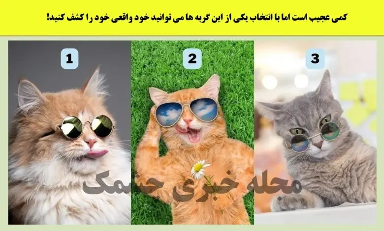 تست شخصیت شناسی | یکی از این گربه های جذابو انتخاب کن تا بگم از نظر عشقت چقدر جذابی