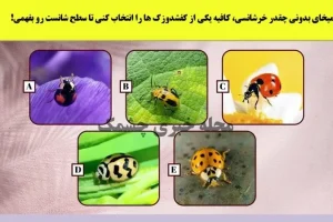 تست شخصیت شناسی | یک کفشدزوک انتخاب کن تا بگم ادم خوش شانس یا بدشانسی هستی