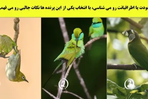 تست شخصیت شناسی | این تست رو انجام بده و به شخصیت واقعی اطرافیانت پی ببر