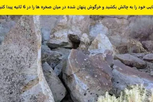 تست هوش | بینایی خودتو محک بزن و زیر 6 ثانیه خرکپگوش با نمکو پیدا کن
