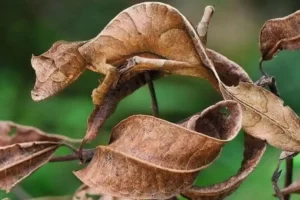 تست هوش | تیزبینا و چشم عقابیا مارمولک کجای تصویره؟