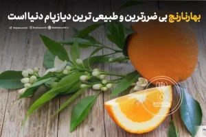 شکوفه این درخت بی‌ضررترین و طبیعی‌ترین دیازپام دنیا است | شفای نصف بیماری های بدن با این میوه
