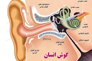 این نشانه‌ها می‌گویند روده‌تان سالم نیست | درمان خانگی هر گونه بیماری روده در کمترین زمان