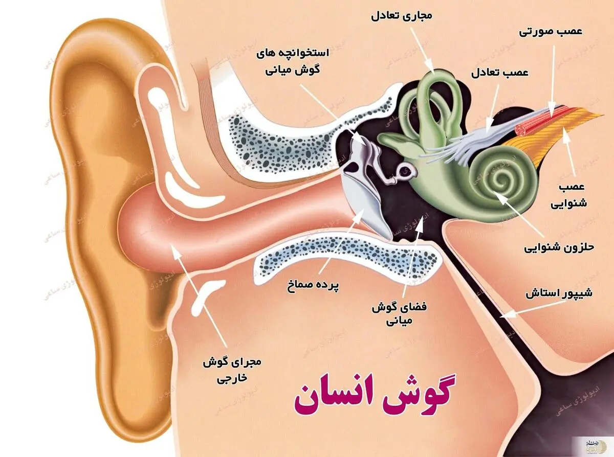 این نشانهها میگویند رودهتان سالم نیست | درمان خانگی هر گونه بیماری روده در کمترین زمان