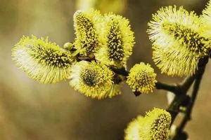 این گیاه را جایگزین تمام قرص های اعصاب و روان کنید + خاصیت آرامش و خون سازی و تقویت معده و دردهای عضلانی