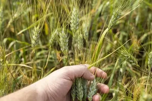 از خواص اعجاب انگیز پودر جوانه گندم برای جوانتر شدن پوست غافل نشوید | پودر جوانه گندم جایگیزین تمام مکمل های غذایی کنید