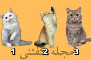 تست شخصیت شناسی | یکی از این سه تا گربه نشون میده ذاتا رهبر به دنیا اومدی یا نه