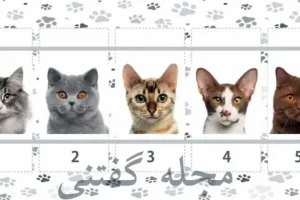 تست شخصیت شناسی | یکی از گربه ها رو انتخاب کن تا بگم چقدر دوست داشتنی هستی