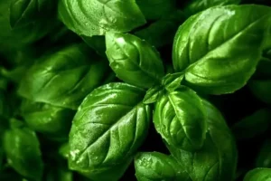 برای درمان انواع حساسیت ها بجای آنتی هیستامین خواب آور از این مواد خانگی و گیاهی بدون ضرر استفاده کن
