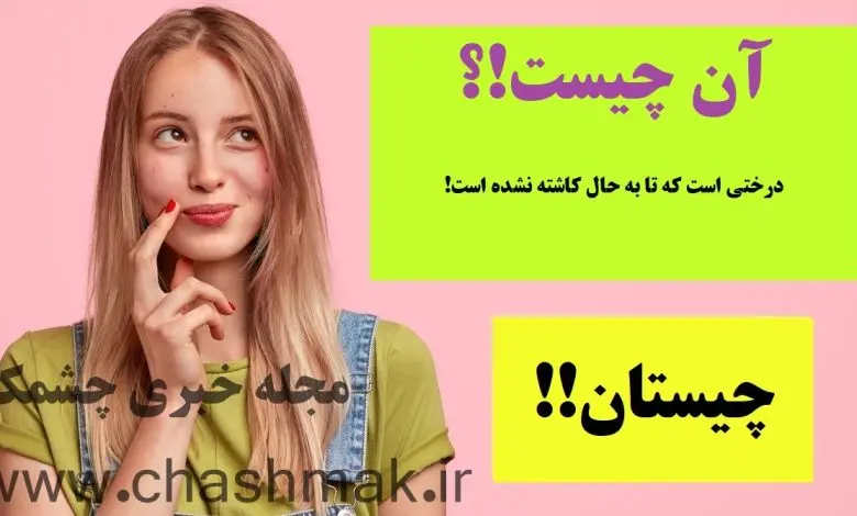 چیستان روز | درختی است که تا به حال کاشته نشده است!