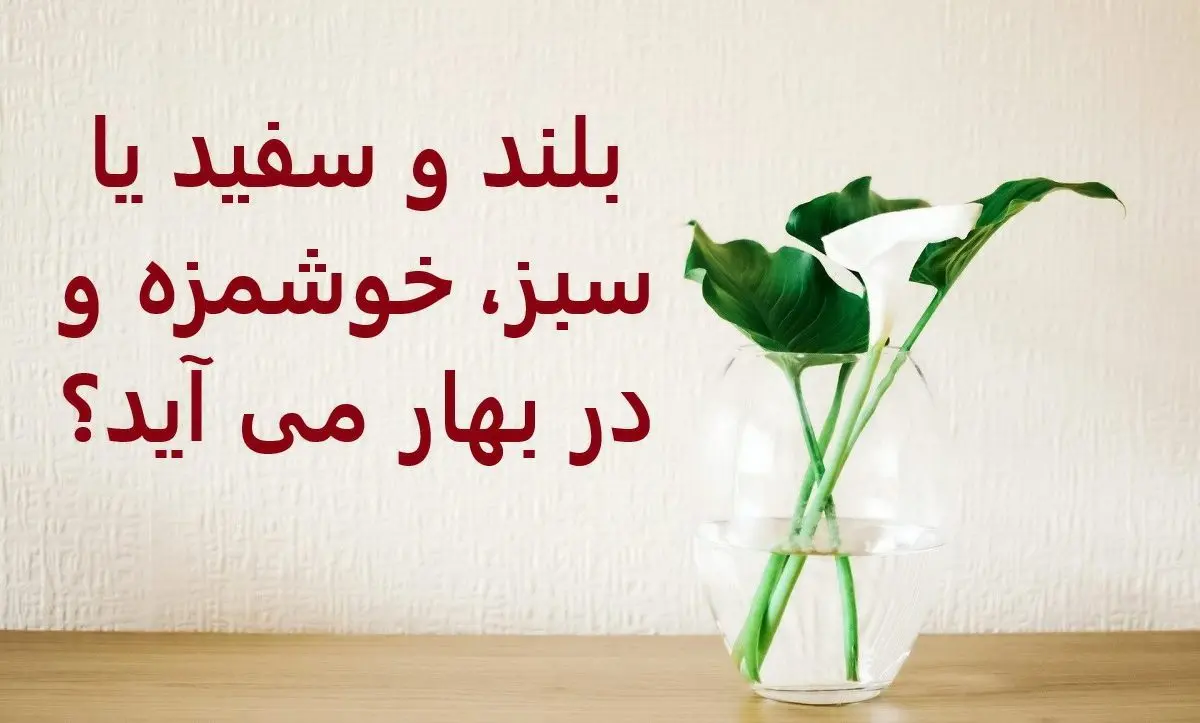 چیستان روز | بلند و سفید یا سبز، خوشمزه و در بهار می آید؟