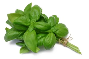 این سبزی خوش عطر را هر روز مصرف کنید تا از خواص بی نظیر آن بهره مند شوید
