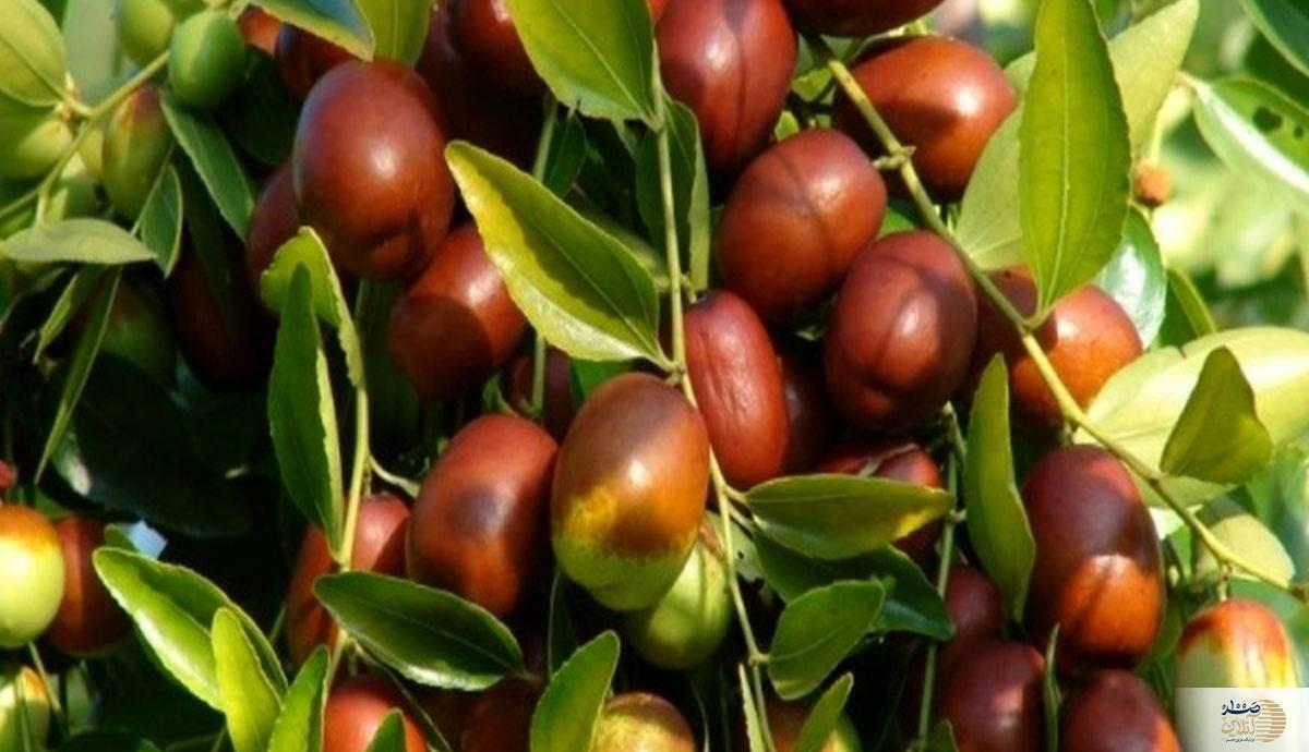 عالی ترین صبحانه | مصرف 10 عدد از این میوه کوچک در ناشتا برای 100 سال شما کافی است