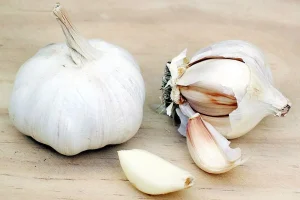 این صیفی به عنوان یک آنتی بیوتیک استفاده میشود