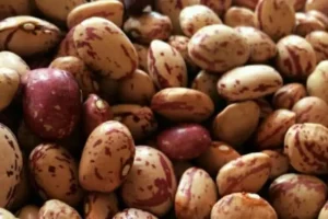 این دانه بادهای سرطانی بدن را بیرون می کند + جایگزین مناسب گوشت و مرغ