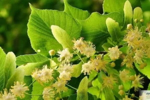 قاتل سردرد های شبانه و میگرن های ماهانه در این گیاه شناسایی شد + روش مصرف
