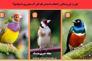 تست شخصیت شناسی | یکی از پرنده هارو انتخاب کن تا بگم چند درصد مغروری