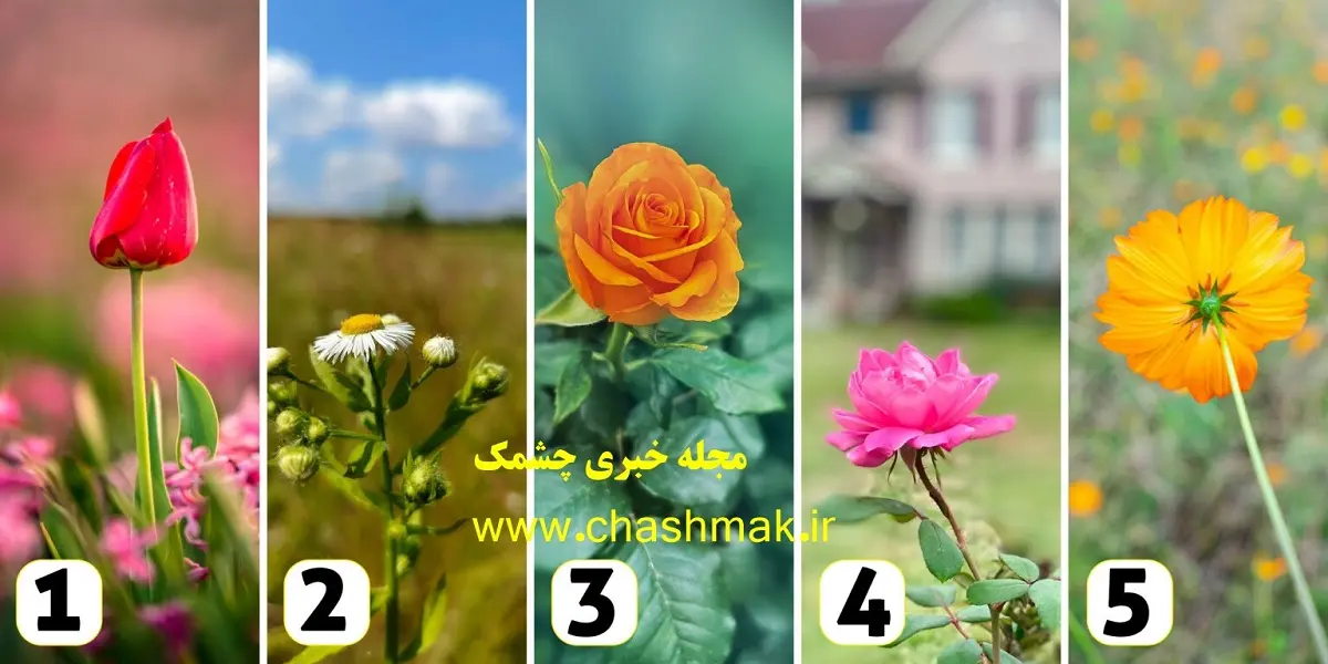 تست شخصیت شناسی | ویژگی خاص شما از نظر اطرافیانتون چیه؟ یک گل انتخاب کنید