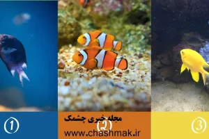 تست شخصیت شناسی | یک ماهی انتخاب کن تا بگم زندگی چقدر بهت سخت گرفته و ازت یه جنگجو ساخته