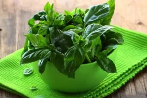 این سبزی در سبزی خوردن ضد دیابت، ضد درد، ضد فشار خون و ضد گاز معده است