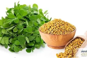 با 2 گرم از پودر این گیاه کنار غذا یکجا بیماری های قند خون و فشار خون و چربی بالای 500 را درمان کنید