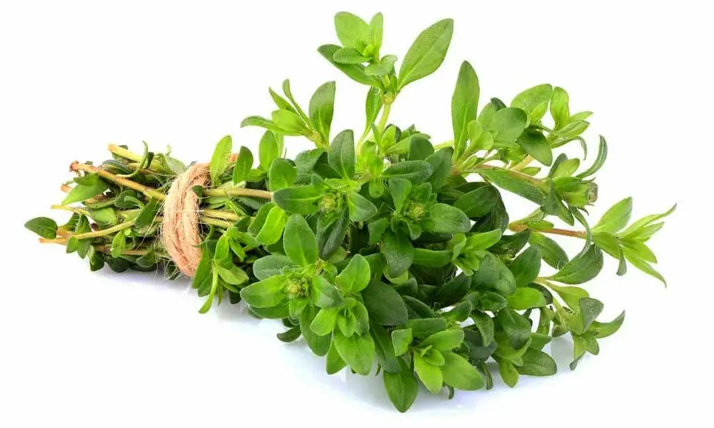خوردن این گیاه خشک شده کنار صبحانه ناهار و شام 10 کیلو غذا در معده را هم فوری هضم می کند