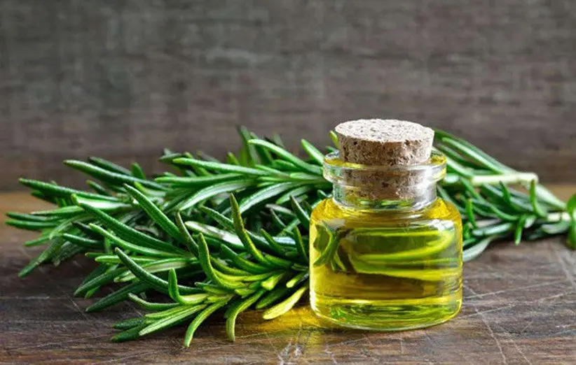 گیاه معطری که شما را باهوشتر میکند