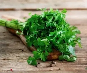 جوشانده این سبزی فواید بی شماری دارد | از دفع سنگ کلیه تا لاغری