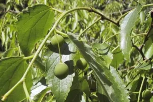 این گیاه سرفه و کولیک روده درمان و معده را تقویت می‌کند