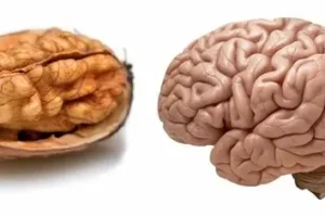 مغزتو با این خوشمزه سر حال بیار!