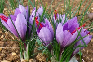 گیاهی برای درمان افسردگی با اثرات ضد سرطانی