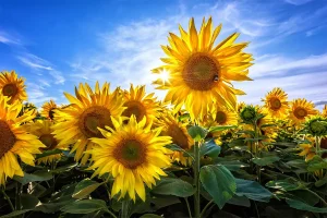 این گیاه ضد یبوست ، درمان زخم‌های سطحی و تقویت کننده معده است