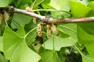 با این گیاه حافظه ای مثل ساعت تحویل بگیرید