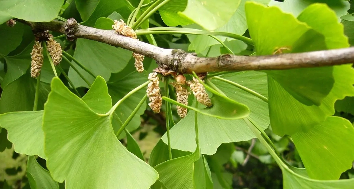 با این گیاه حافظه ای مثل ساعت تحویل بگیرید