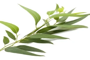 هشدار! این روغن‌ها برای کودکان خطرناک است