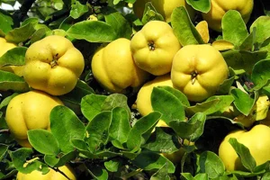 هشدار جدی/ به هیچ وجه بِهِ تازه را بو نکنید