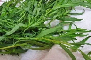 این سبزی اثر ضد درد و ضد عفونت دارد