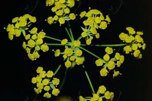 گیاهی در چین که معروف به قاتل بیماری های کبد و کلیه ها معروف است