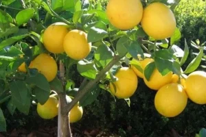 با این گیاه محافظ قلب ، پوست و معده لاغر شوید