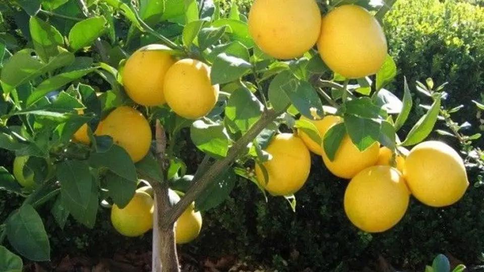 با این گیاه محافظ قلب ، پوست و معده لاغر شوید
